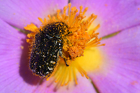 Oxythyrea funesta Oxythyrea funesta